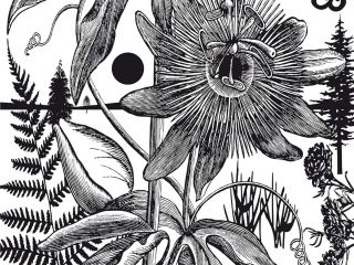 Paul Morrison, Bromeliad, 2007, Kunst-Kuntz-Gallery